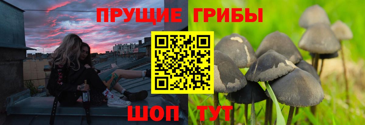 Сегежа  Псилоцибиновые грибы Psilocybe  Вход с VPN 